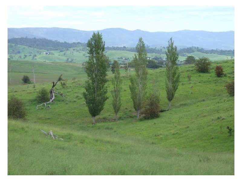 Lot 41 Towridgee Lane, Wolumla NSW 2550