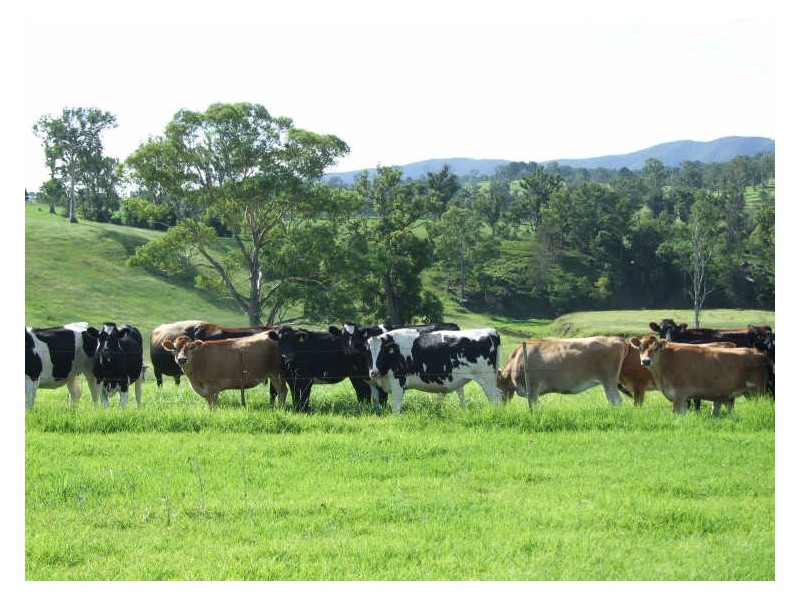 “Wilgoa”/505 Wandella Road, Cobargo NSW 2550