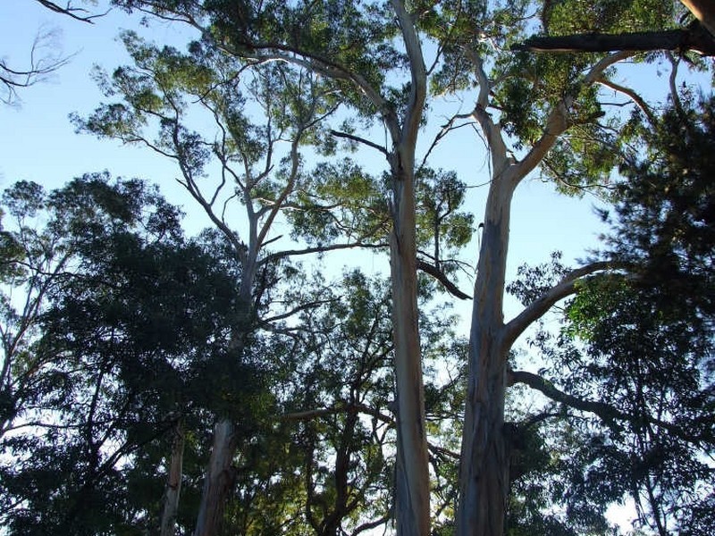 Lot 2 in subdivision of/290 Blackrange Road, Bega NSW 2550