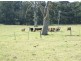 ‘Ayr Farm’/64 Warragaburra Lane, Bega NSW 2550