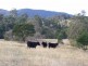 940 Wandella Road, Cobargo NSW 2550