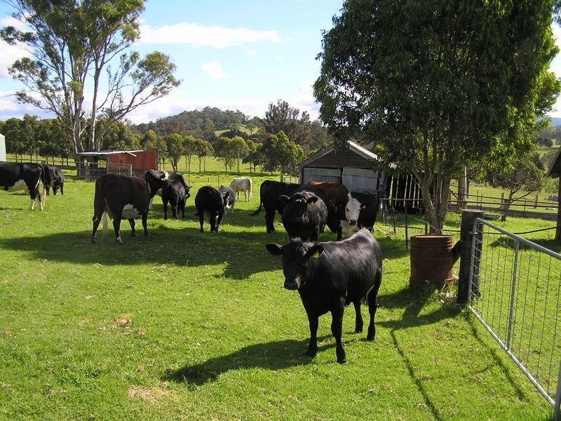 123 Rankins Road, Cobargo NSW 2550