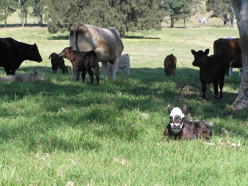 123 Rankins Road, Cobargo NSW 2550