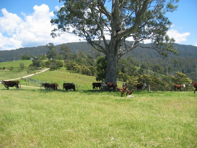 180 Quinlans Road, Cobargo NSW 2550