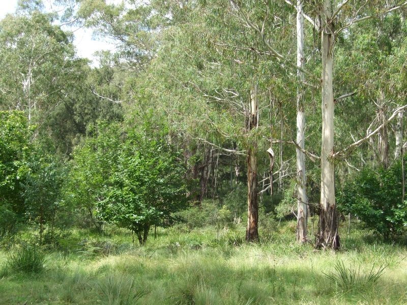 385 Goughs Road, Cobargo NSW 2550