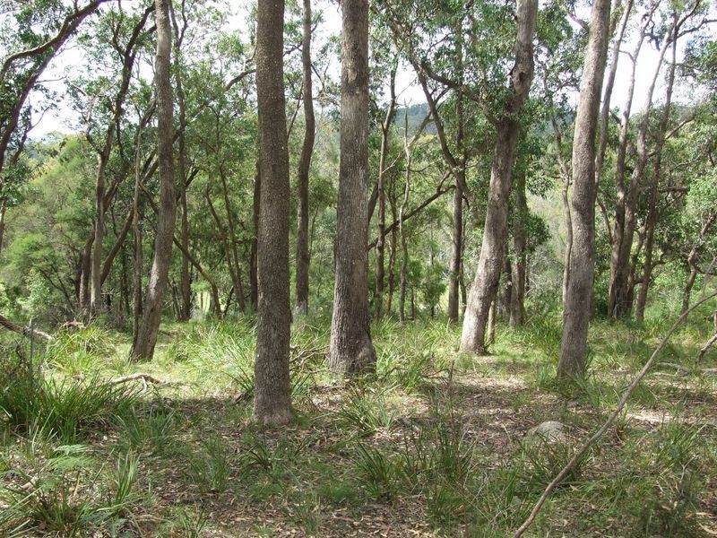 385 Goughs Road, Cobargo NSW 2550