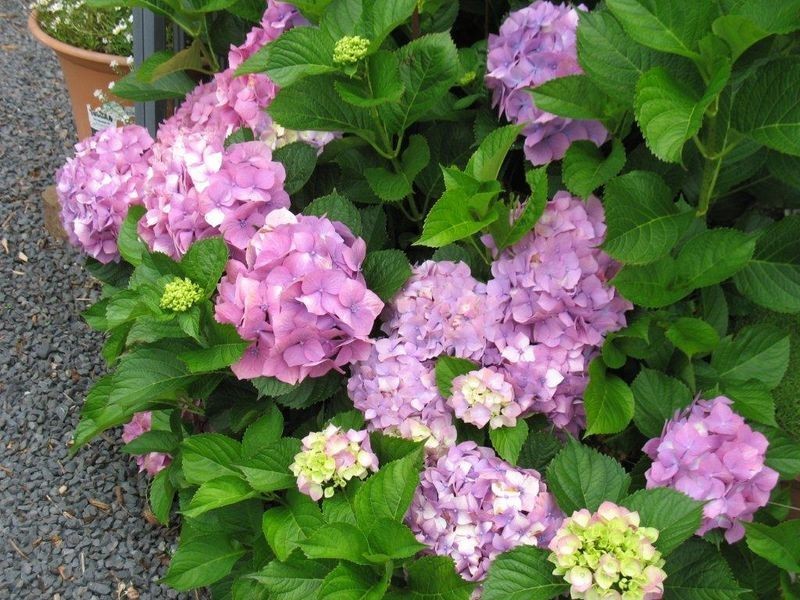 240 Quinlans Road, Cobargo NSW 2550