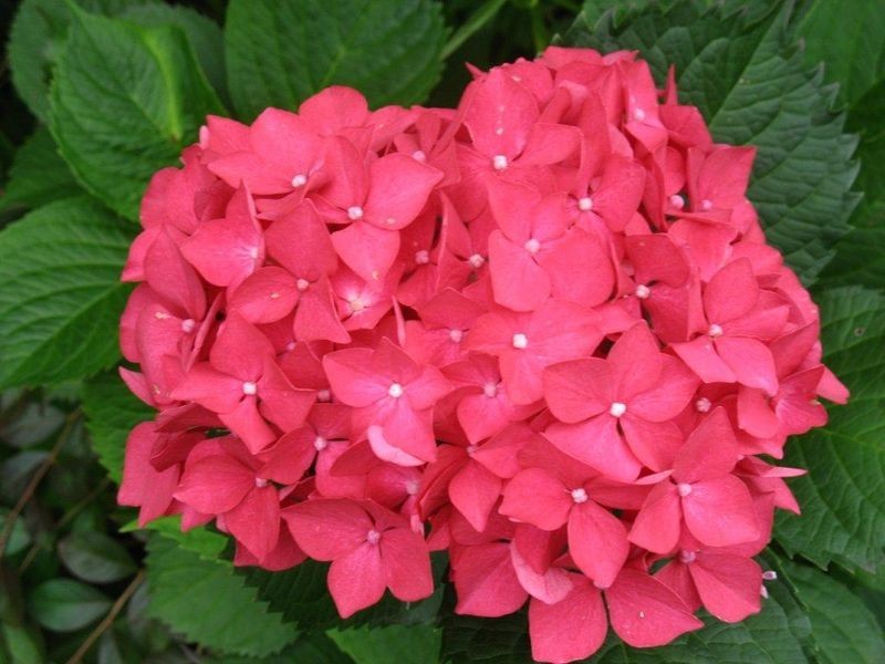 240 Quinlans Road, Cobargo NSW 2550