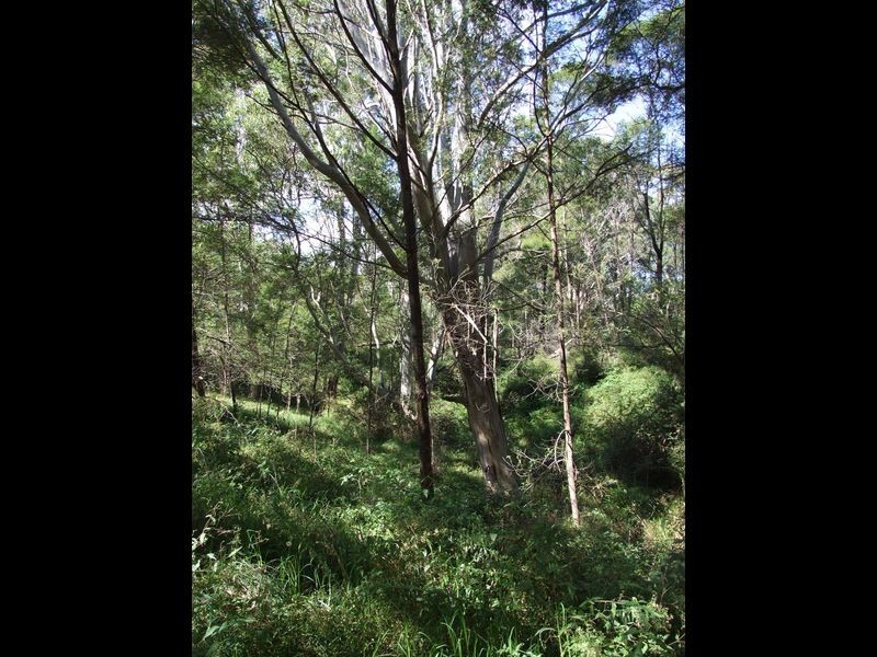 Lot 5 Hore Lacey Road Brogo, Quaama NSW 2550