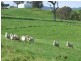250 Upper Cobargo Road, Bega NSW 2550