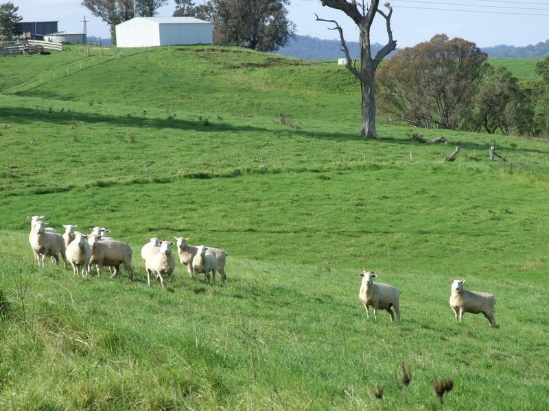 250 Upper Cobargo Road, Bega NSW 2550