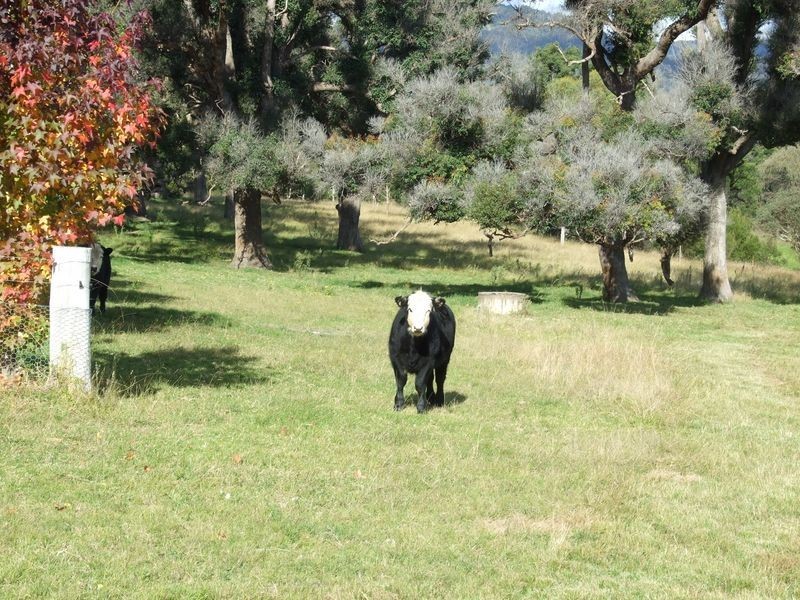 147 Slaters Lane, Tantawangalo NSW 2550