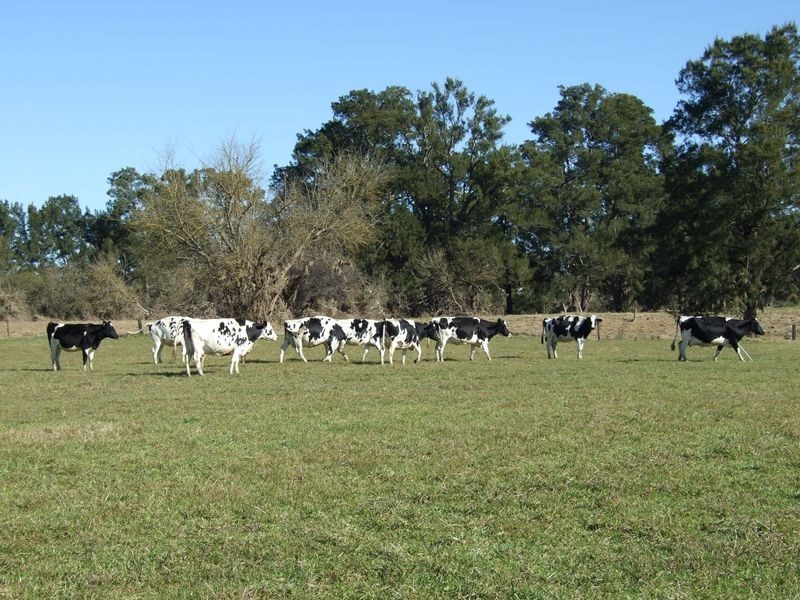 Lots 13 & Moore-Wrens Road, Tarraganda NSW 2550