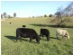Lots 13 & Moore-Wrens Road, Tarraganda NSW 2550