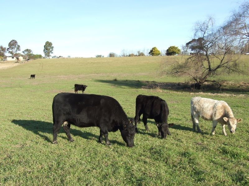 Lots 13 & Moore-Wrens Road, Tarraganda NSW 2550