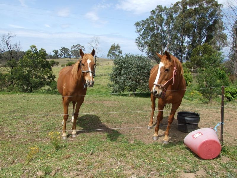 658 Pollacks Flat Road, Bemboka NSW 2550