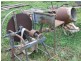 ‘Cranbrook Murrabrine Road, Cobargo NSW 2550