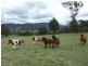lot 11 Slaters Lane, Candelo NSW 2550