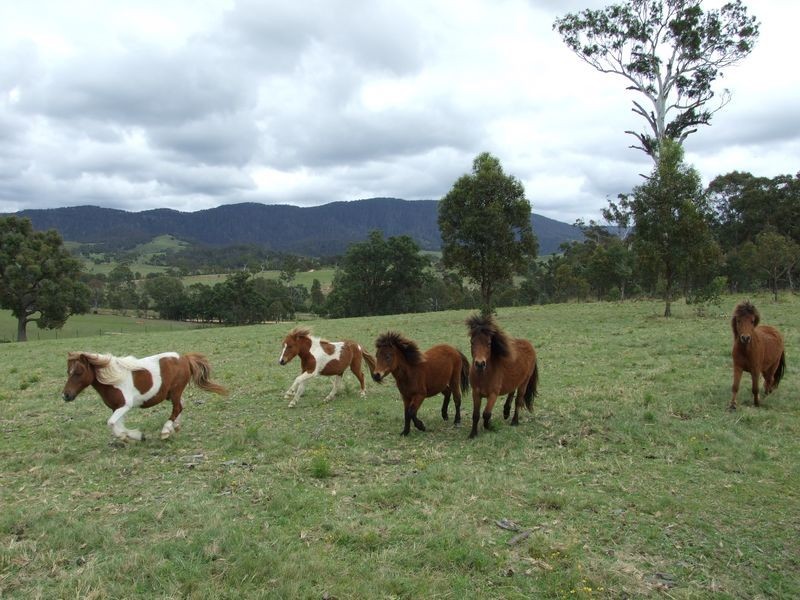 lot 11 Slaters Lane, Candelo NSW 2550