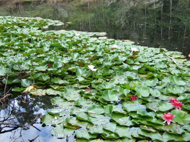 165 Dignams Creek Road, Akolele NSW 2546