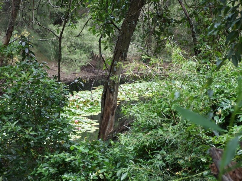 165 Dignams Creek Road, Akolele NSW 2546