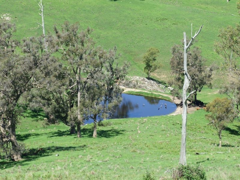 1550 Buckajo Road, Buckajo NSW 2550
