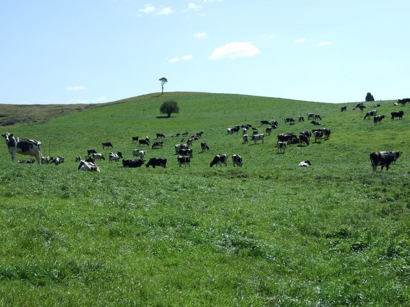 966 Candelo – Wolumla Road, Wolumla NSW 2550