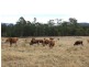 ‘Naria’ Princes Highway, Cobargo NSW 2550