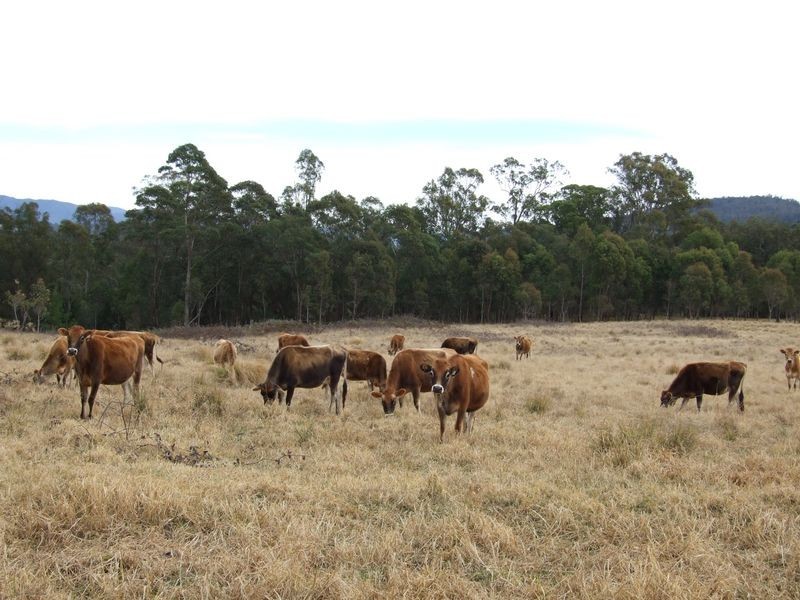 ‘Naria’ Princes Highway, Cobargo NSW 2550