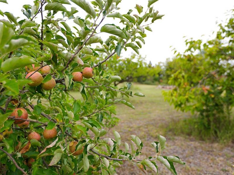 928 Snowy Mountains Highwy, Numbugga NSW 2550