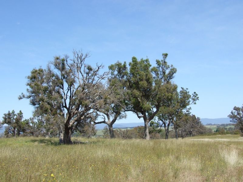 Lot 17 Newlyns Estate, Bega NSW 2550