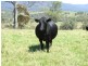 1005 Furners Road, Bemboka NSW 2550