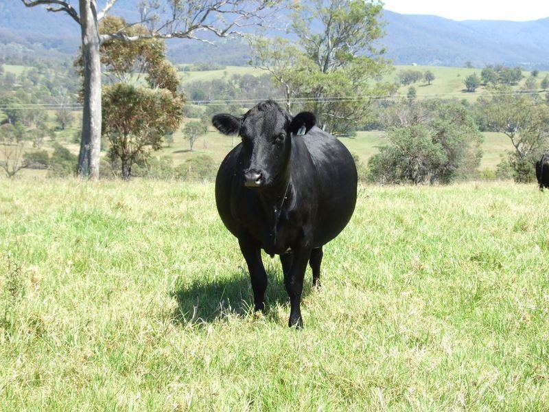 1005 Furners Road, Bemboka NSW 2550
