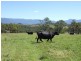 1005 Furners Road, Bemboka NSW 2550