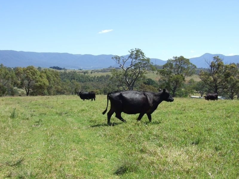 1005 Furners Road, Bemboka NSW 2550
