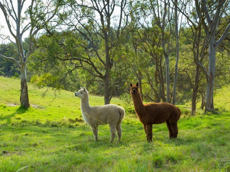 190 Blackrange Road, Bega NSW 2550