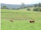248 Bermagui Road, Cobargo NSW 2550