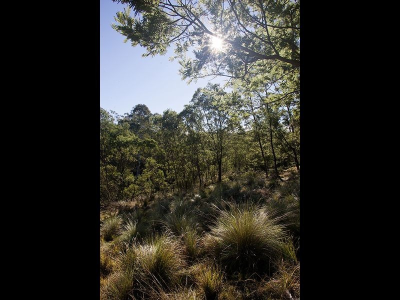 Lot 442 New Buildings Road, Wyndham NSW 2550