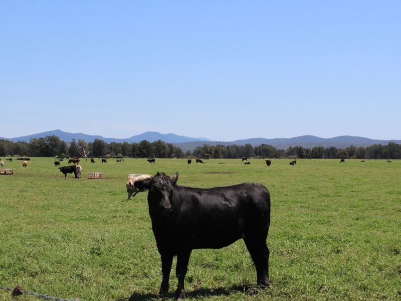 Mynora South Head Road, Moruya NSW 2537