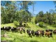 472 County Boundary Road, Cobargo NSW 2550