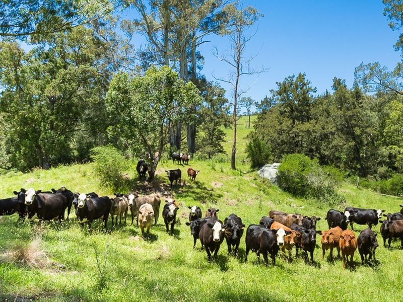 472 County Boundary Road, Cobargo NSW 2550