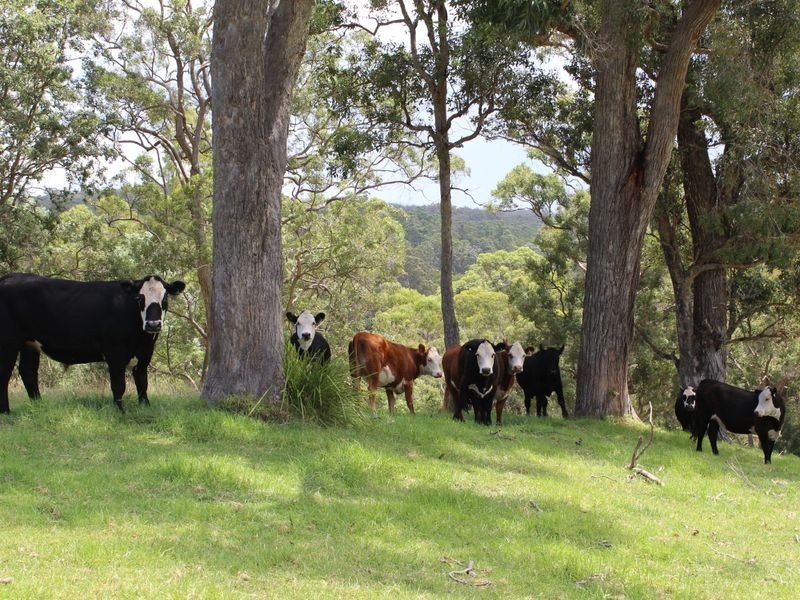 Lots 248 2 Reedy Creek Road, Akolele NSW 2546