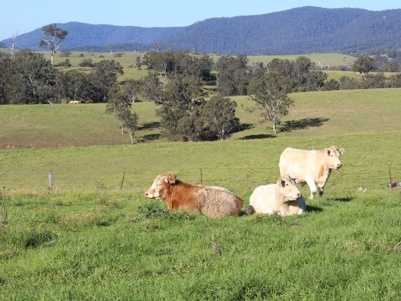 327 Alcock Collins Road, Bemboka NSW 2550