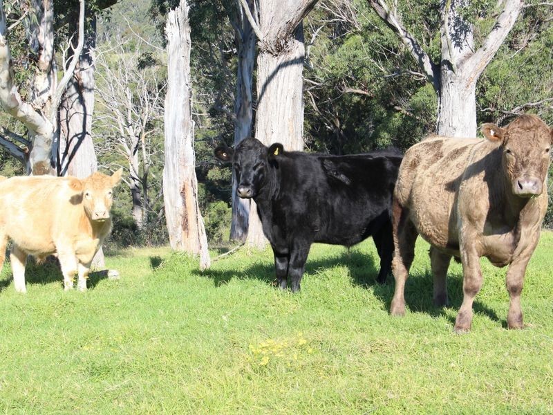 327 Alcock Collins Road, Bemboka NSW 2550