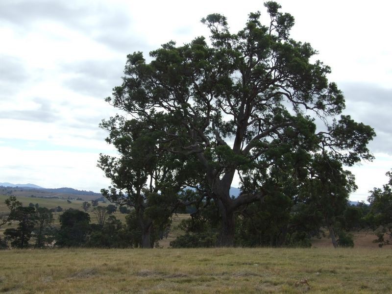Lot 19 Wanatta Lane, Bega NSW 2550