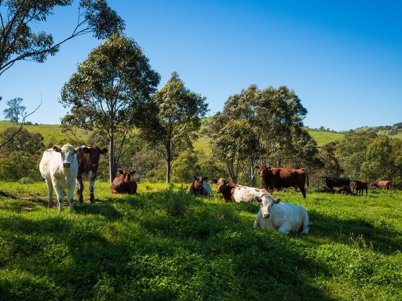 88 Desert Creek Road, Bega NSW 2550