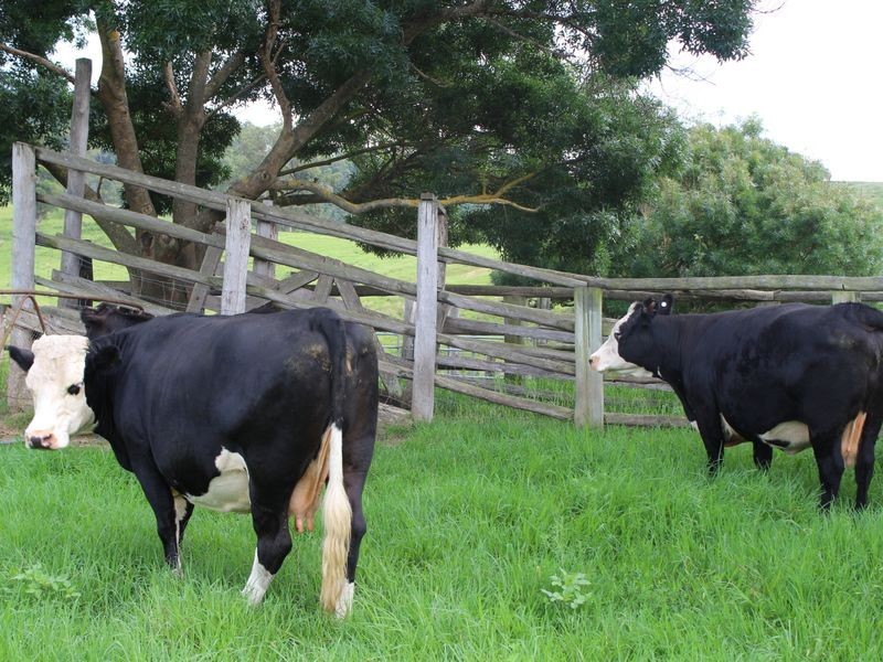 322 Desert Creek Road, Numbugga NSW 2550