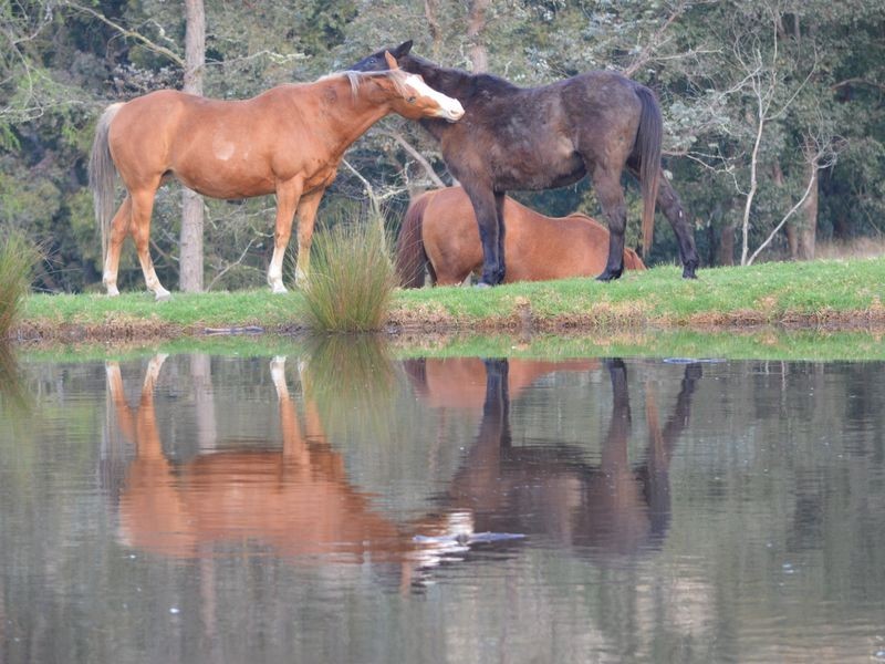 84 Blanchards Road, Brogo NSW 2550