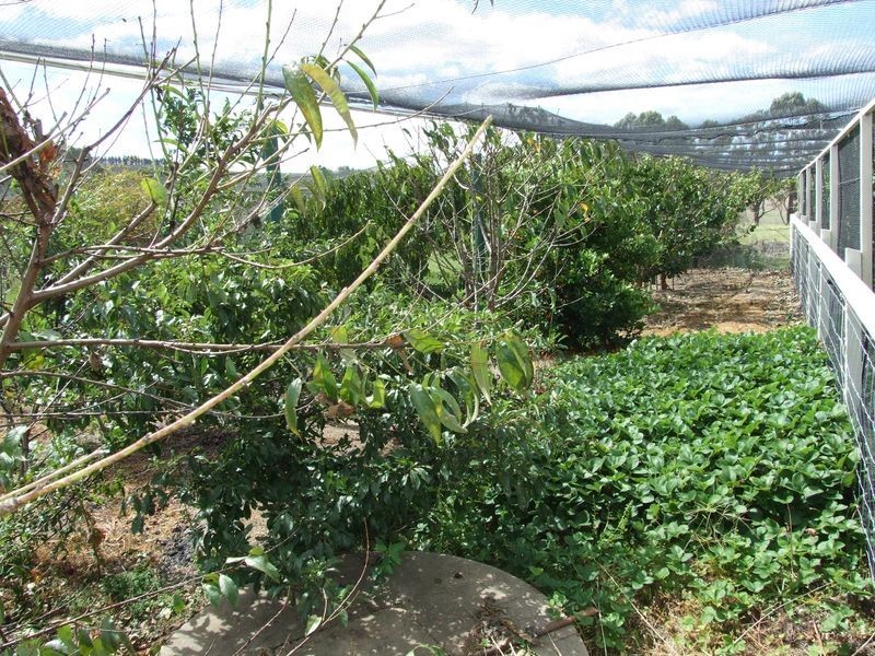 868 Candelo Wolumla Road, Wolumla NSW 2550