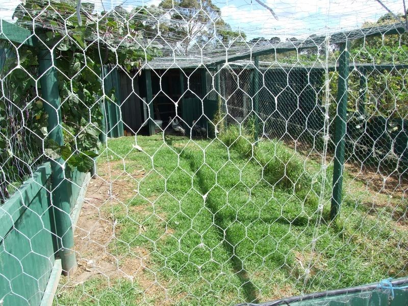 868 Candelo Wolumla Road, Wolumla NSW 2550